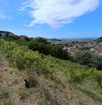 Foto annuncio 12