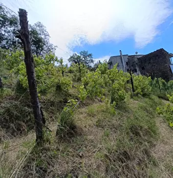 Foto annuncio 18