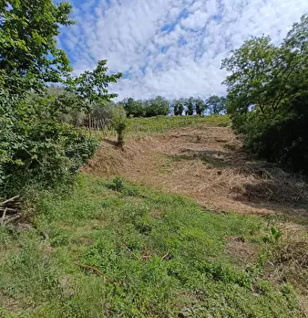 Foto annuncio 31
