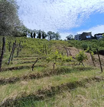 Foto annuncio 4