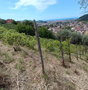 Foto annuncio 13