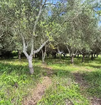 Foto annuncio 1