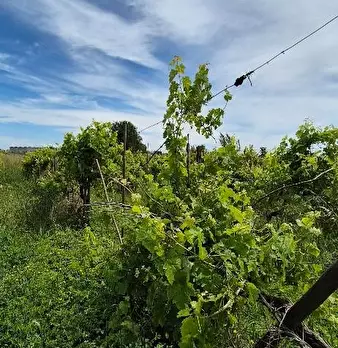 Foto annuncio 5