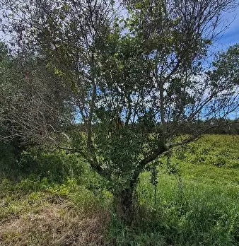Foto annuncio 10