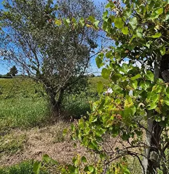 Foto annuncio 17