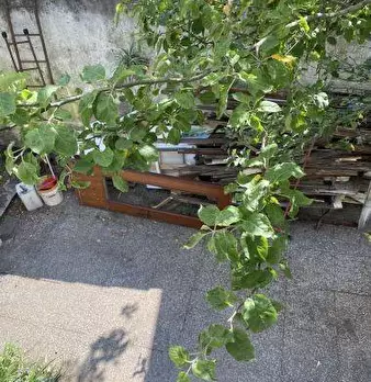 Foto annuncio 76