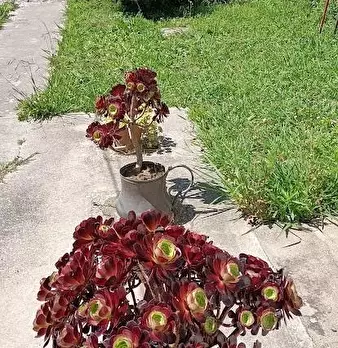 Foto annuncio 2