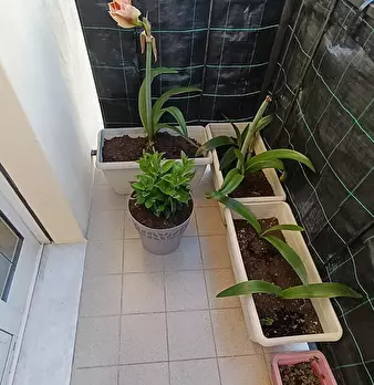 Foto annuncio 22