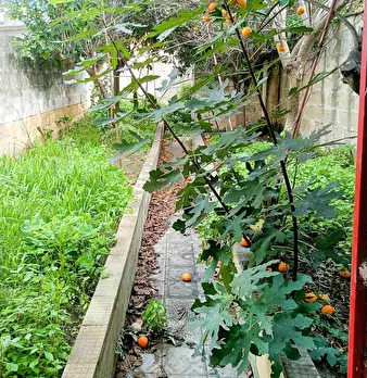 Foto annuncio 1