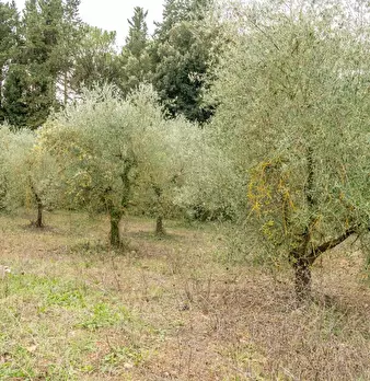 Foto annuncio 14