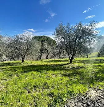 Foto annuncio 11