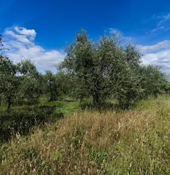 Foto annuncio 9