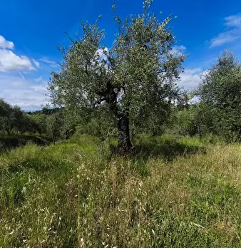 Foto annuncio 6