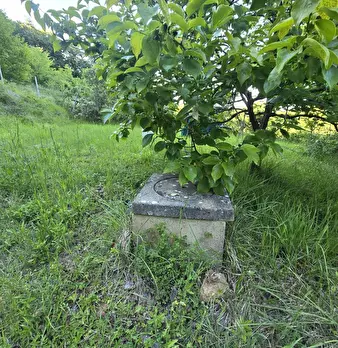 Foto annuncio 6