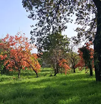 Foto annuncio 56