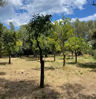 Foto annuncio 54
