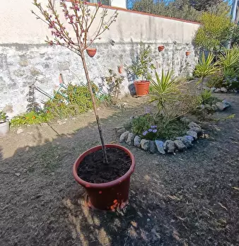 Foto annuncio 29