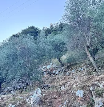 Foto annuncio 69