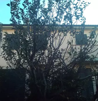Foto annuncio 45