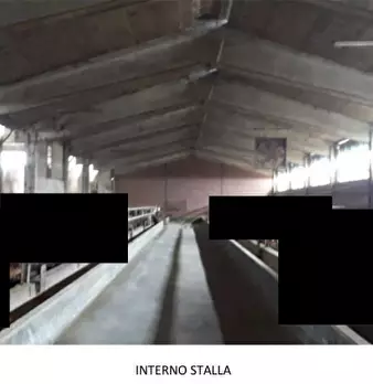 Foto annuncio 6