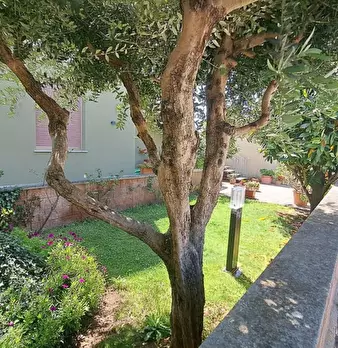 Foto annuncio 19