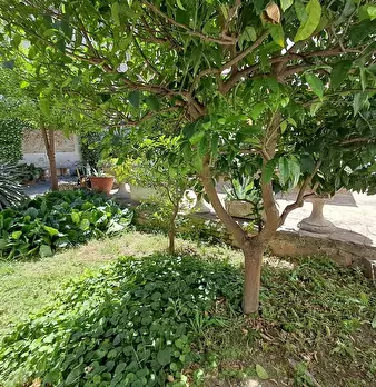 Foto annuncio 43