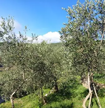 Foto annuncio 2