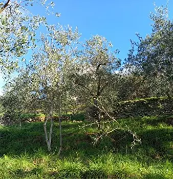 Foto annuncio 5