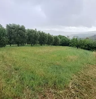 Foto annuncio 31