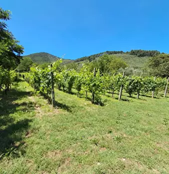 Foto annuncio 27