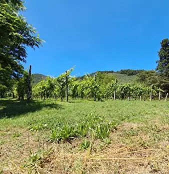 Foto annuncio 26
