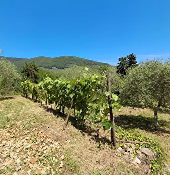 Foto annuncio 24