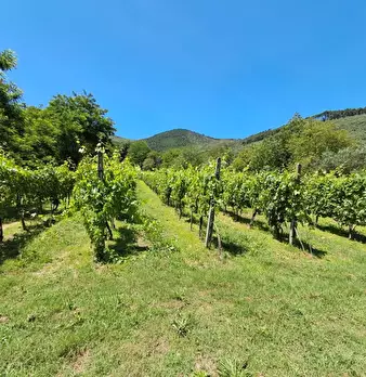 Foto annuncio 28