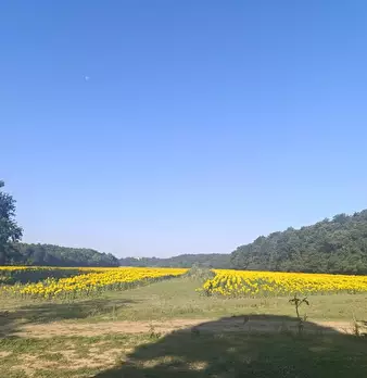 Foto annuncio 4