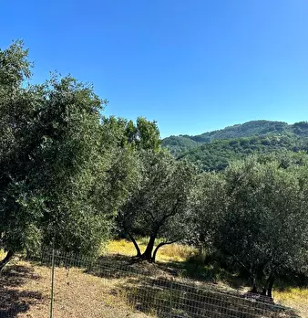 Foto annuncio 31