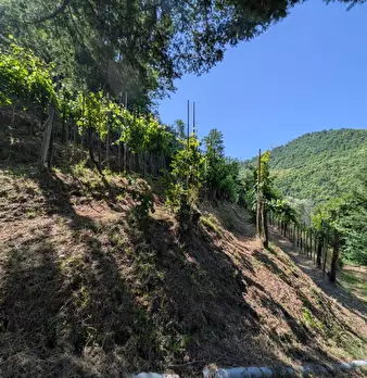Foto annuncio 39