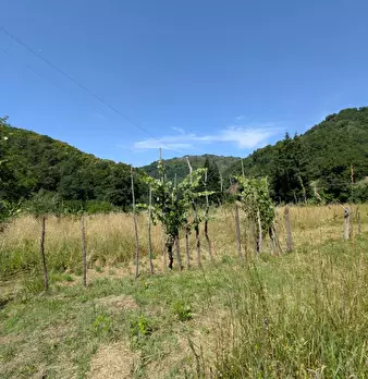 Foto annuncio 35
