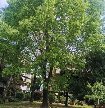 Foto annuncio 6