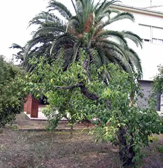 Foto annuncio 10