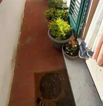 Foto annuncio 7