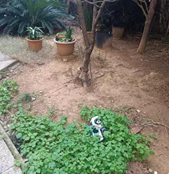Foto annuncio 11