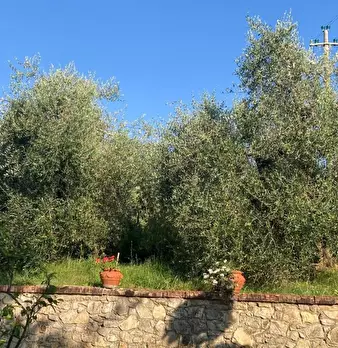 Foto annuncio 10