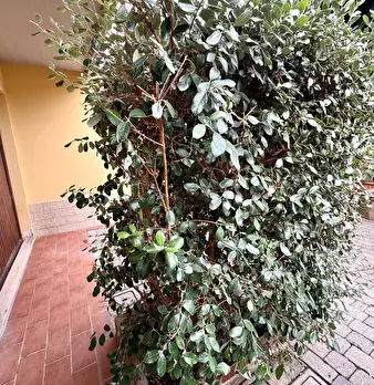 Foto annuncio 40