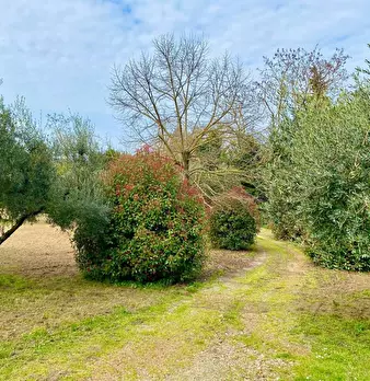 Foto annuncio 7