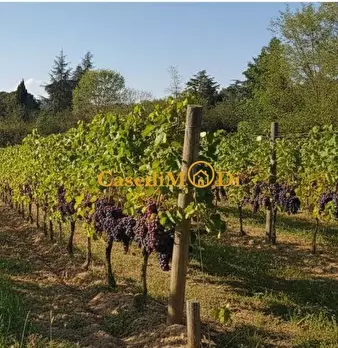 Foto annuncio 8