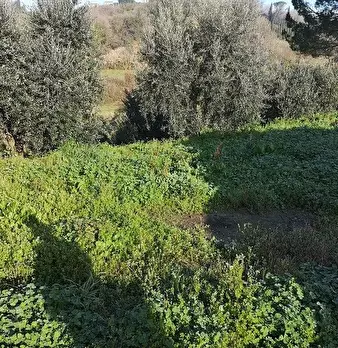 Foto annuncio 13
