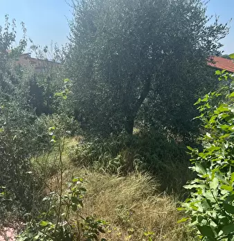 Foto annuncio 18
