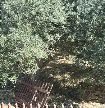 Foto annuncio 21