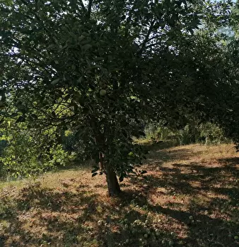 Foto annuncio 3