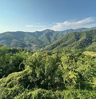 Foto annuncio 24